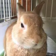 たふぃの画像