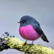 沙汰