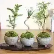 もずくの画像