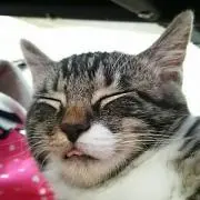 どんちゃん