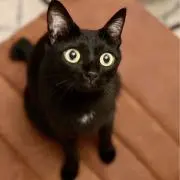ティーダの画像