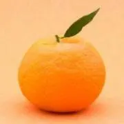 みかんの画像