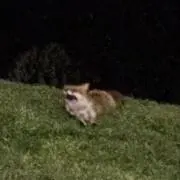daichanの画像
