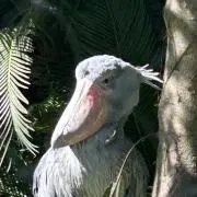 シビロ