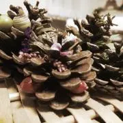 pekoの画像