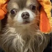 ムギネの画像