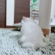 たこ