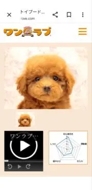 あんずの画像