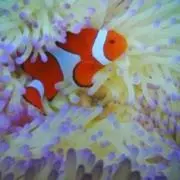 あんころもち