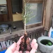 pe_nasの画像