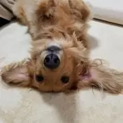 りり