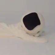かぷちーのの画像