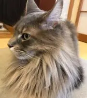 るくおの画像