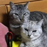 ぽーちゃんの画像