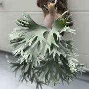 ビカクシダの画像