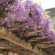 みみの画像