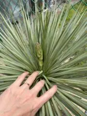 しん