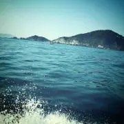フル野