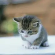 むーみんの画像