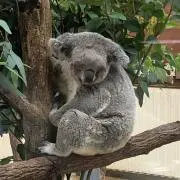 koalaの画像