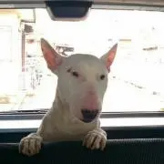 Midoの画像