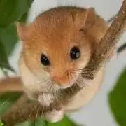Dashの画像