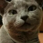 にゃんこさんの画像