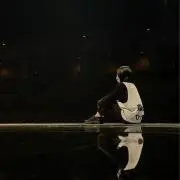 ぬの画像