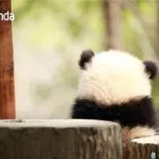 パンダラブ6/4〜8発送できませんの画像