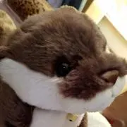 ぽこたん
