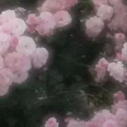 あの画像