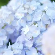 yuriの画像