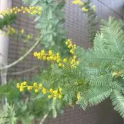 あんの画像