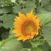 bashiの画像