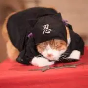 反省猫忍