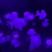 如月あおい