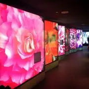 ひろりんの画像