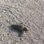 rov14の画像