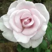 ひまちゃん
