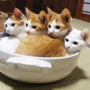 ゴマ