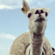 たけこ