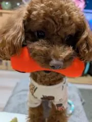 【断捨離中】ももくるの画像