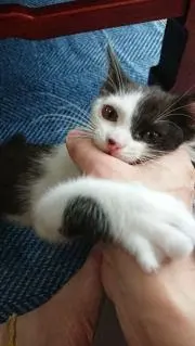 なべぱんの画像