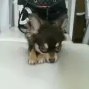 junchanの画像
