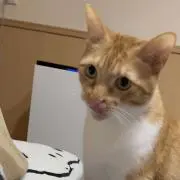 ムギチキ778の画像