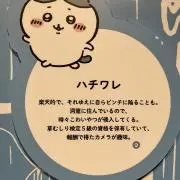 ハチワレ推し