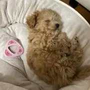 ちゃーこ　★プロフィール必読★の画像