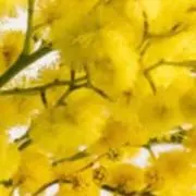 ミモザの画像