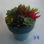 Dr.PLANTSの画像