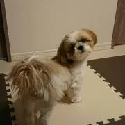 さやかの画像